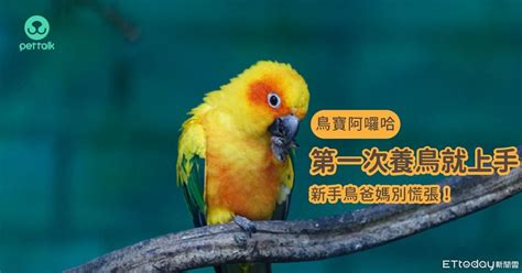 養鳥的人個性|慎重考慮「自身條件」 第一次養鳥就上手：別輕易挑。